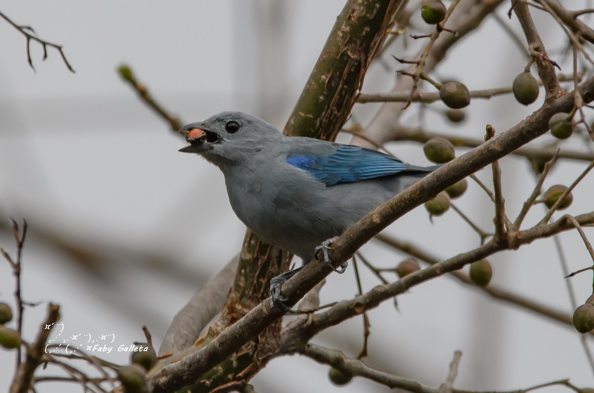 Blue-gray Tanager - ML548508121
