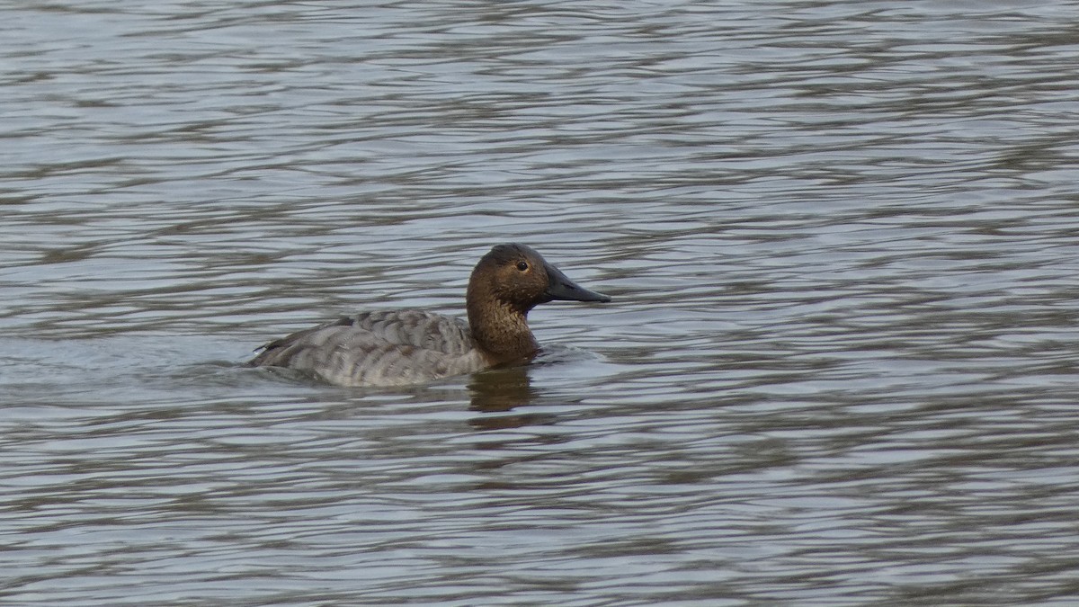 Canvasback - ML548508431