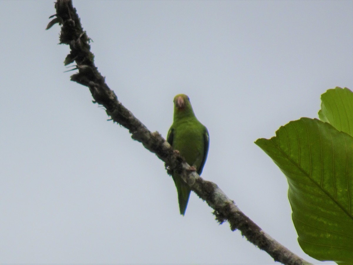 Cobalt-winged Parakeet - ML548508771