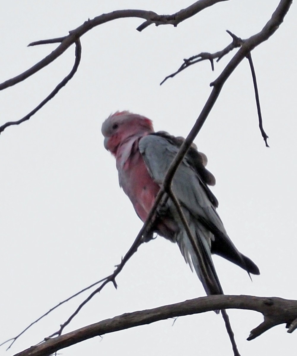 Galah - ML548508891