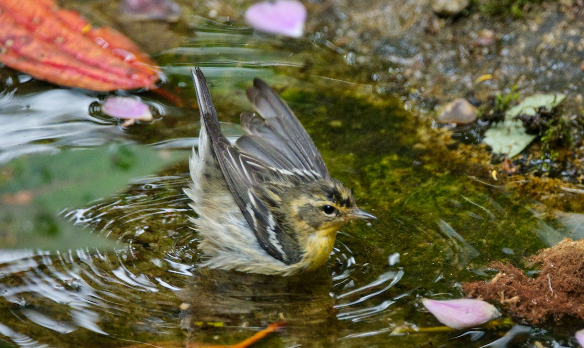 Blackburnian Warbler - ML548508901