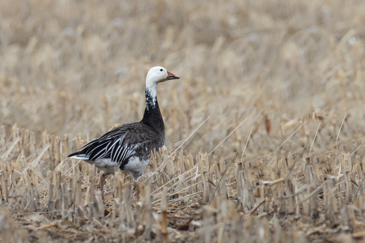 Snow Goose - ML548508951