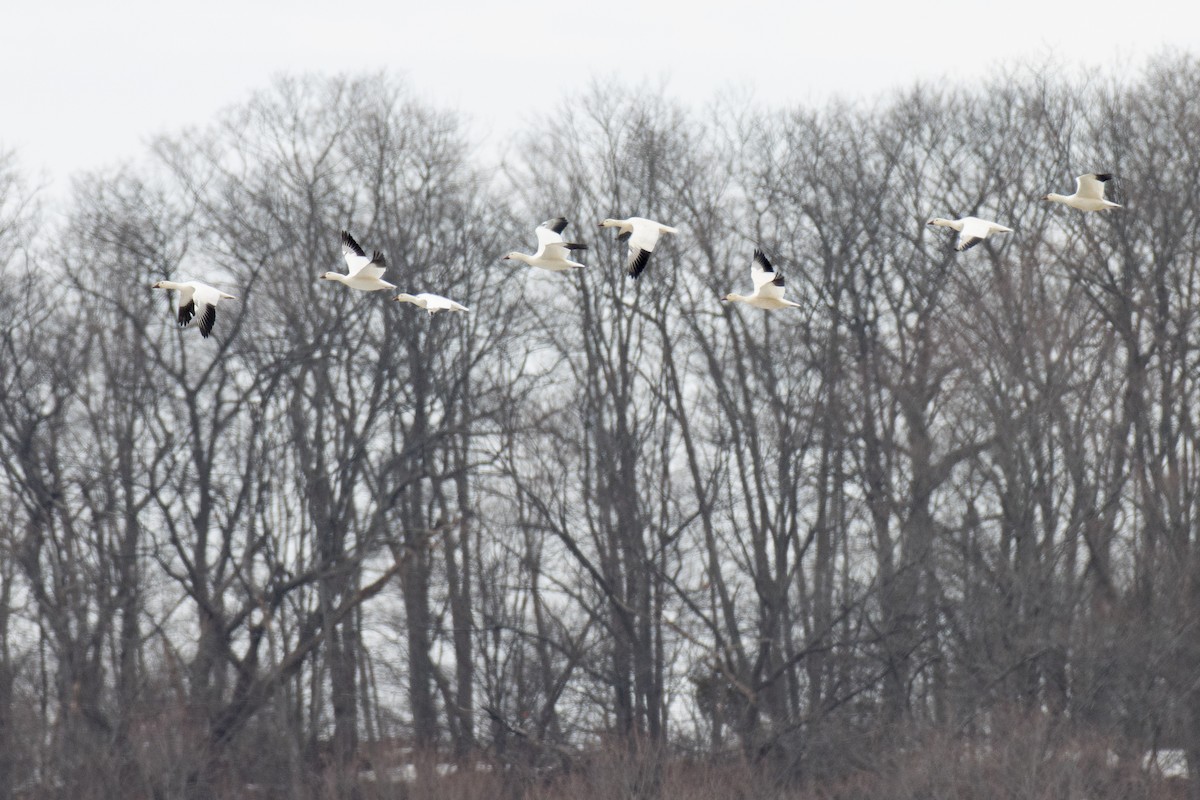 Snow Goose - ML548508961