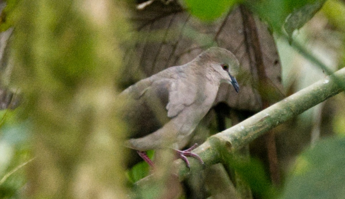 White-tipped Dove - ML548509021