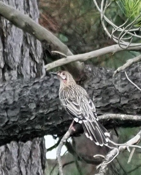 Red Wattlebird - ML548509111