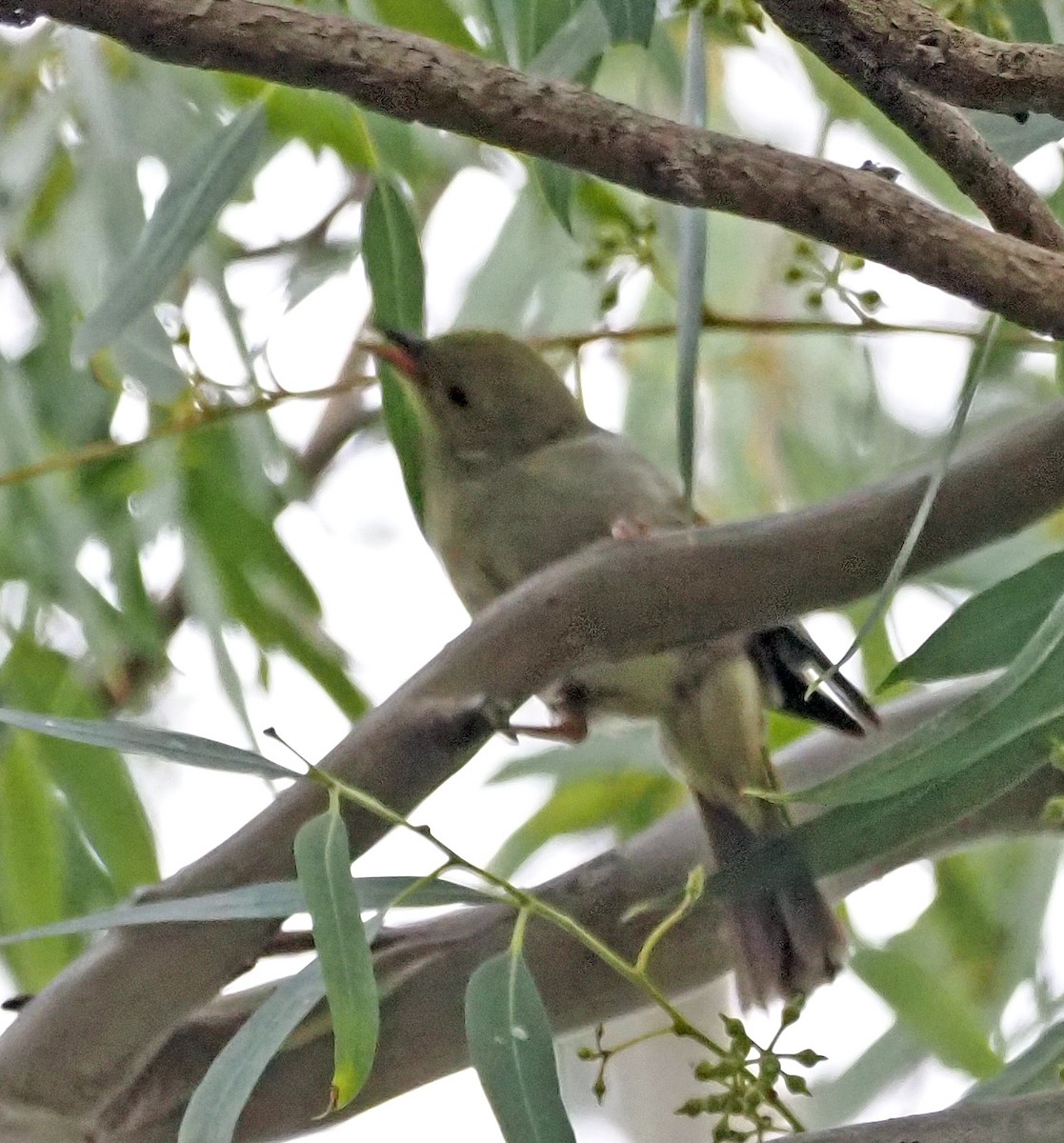 White-plumed Honeyeater - ML548509321