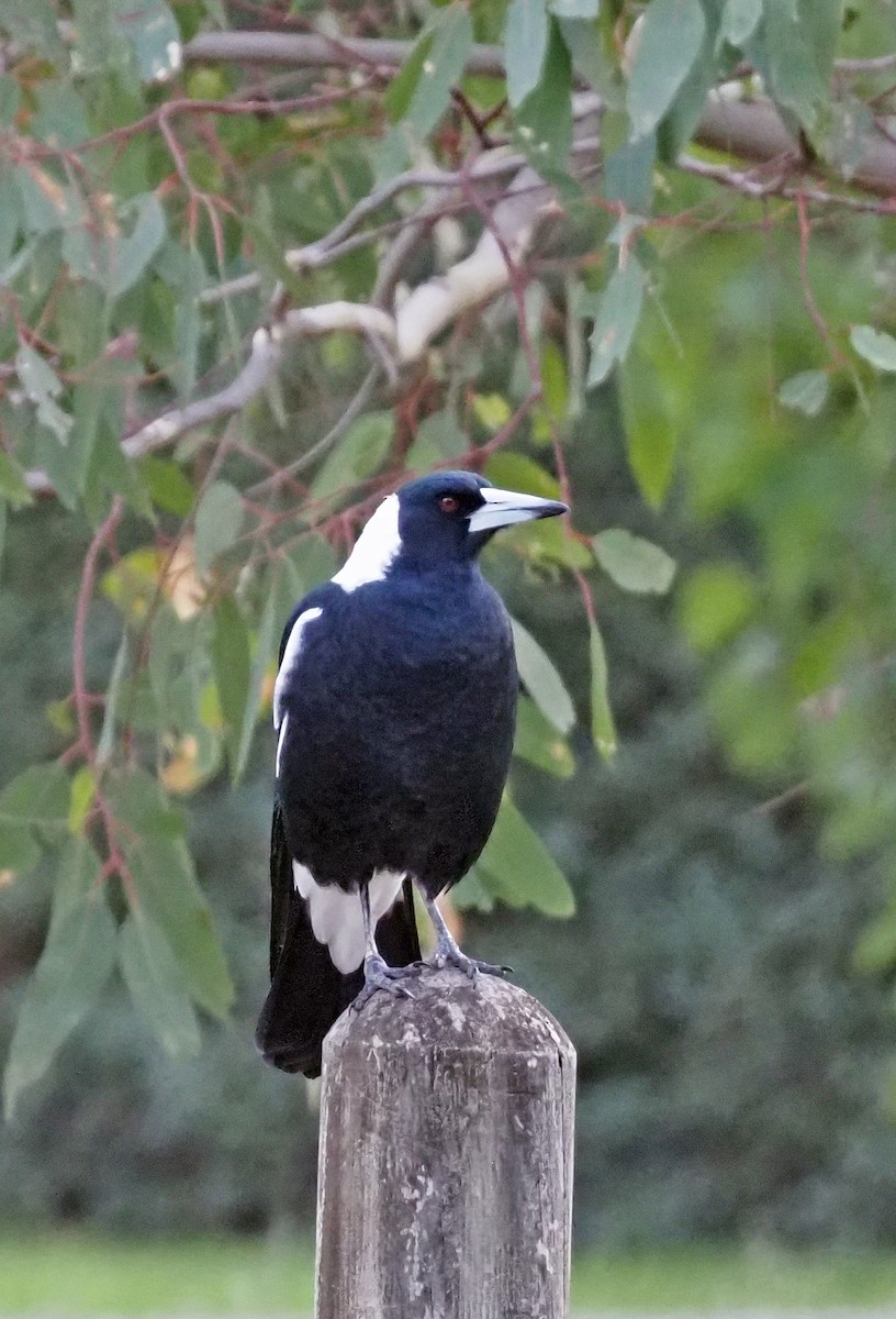 Australian Magpie - ML548509501