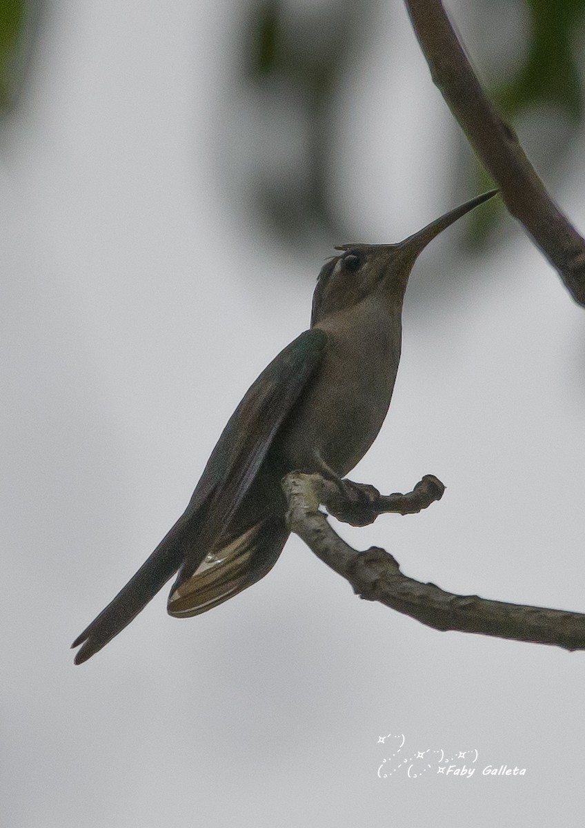 Wedge-tailed Sabrewing - ML548509521