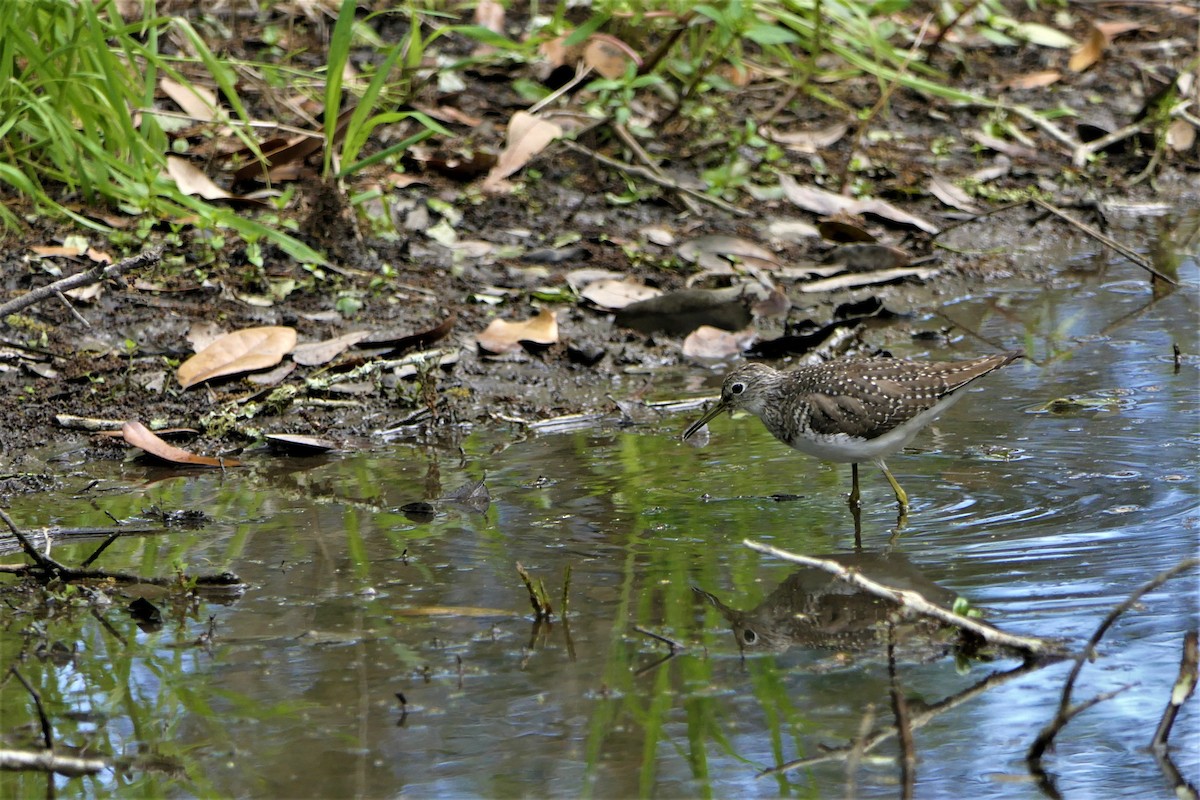 Solitary Sandpiper - Mark Brazzil