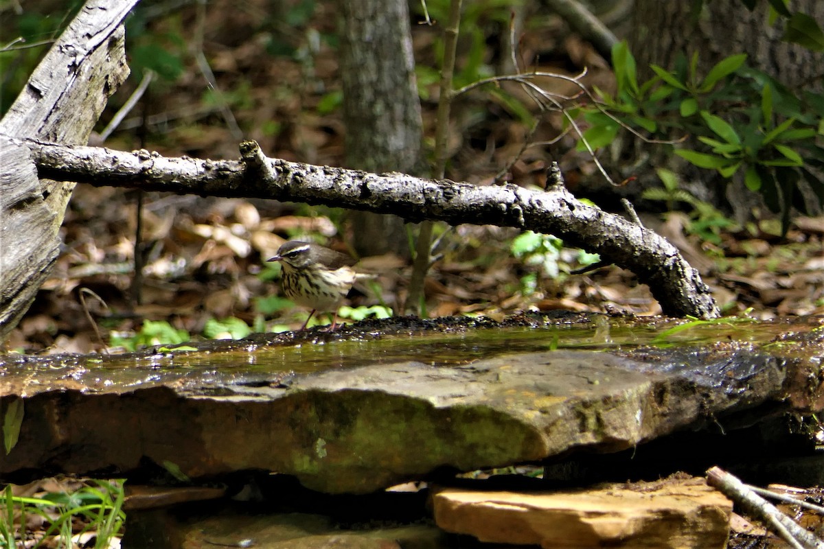 Louisiana Waterthrush - ML548509641