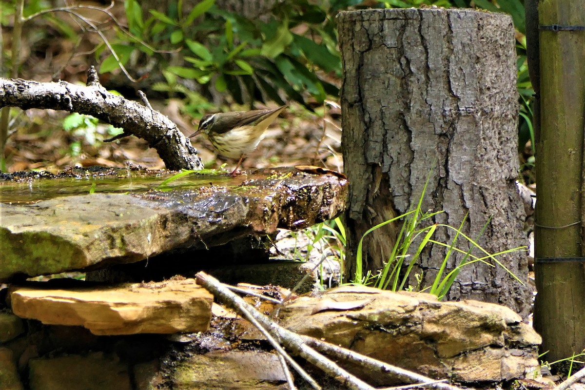 Louisiana Waterthrush - Mark Brazzil