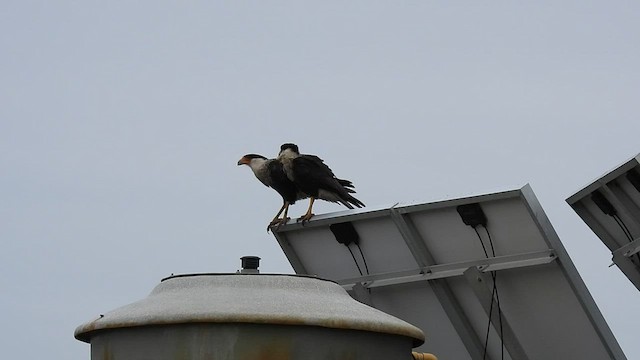 Caracara huppé (cheriway) - ML548509871