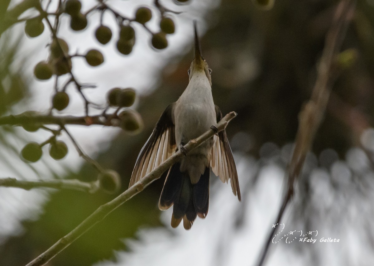 Wedge-tailed Sabrewing - ML548510091