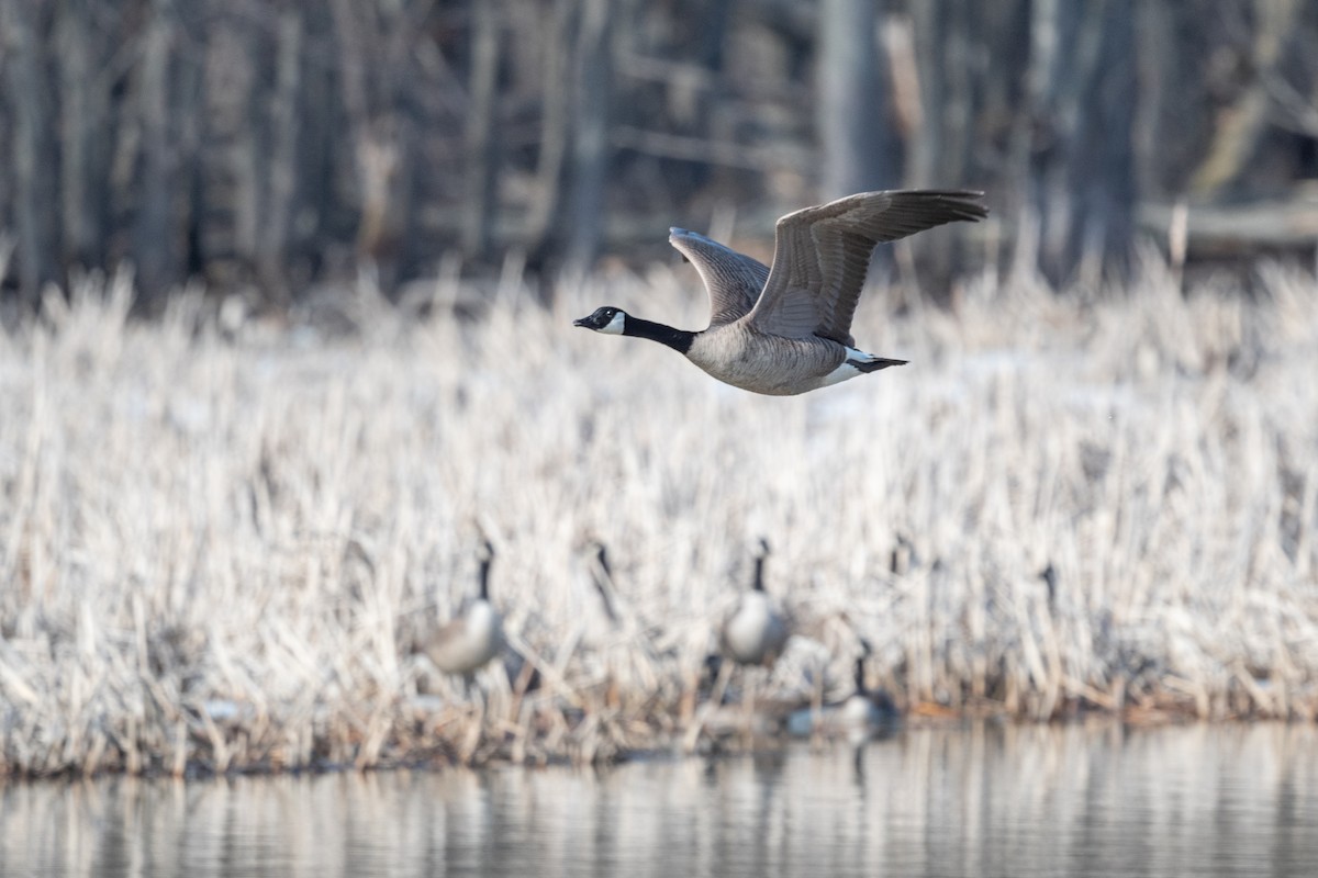 Canada Goose - Marcia Hagwood