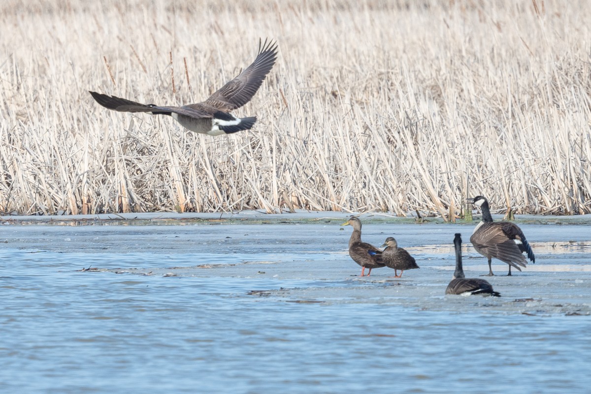 American Black Duck - Marcia Hagwood