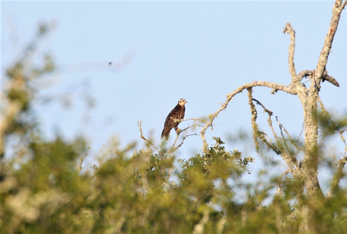 Snail Kite - ML548511021