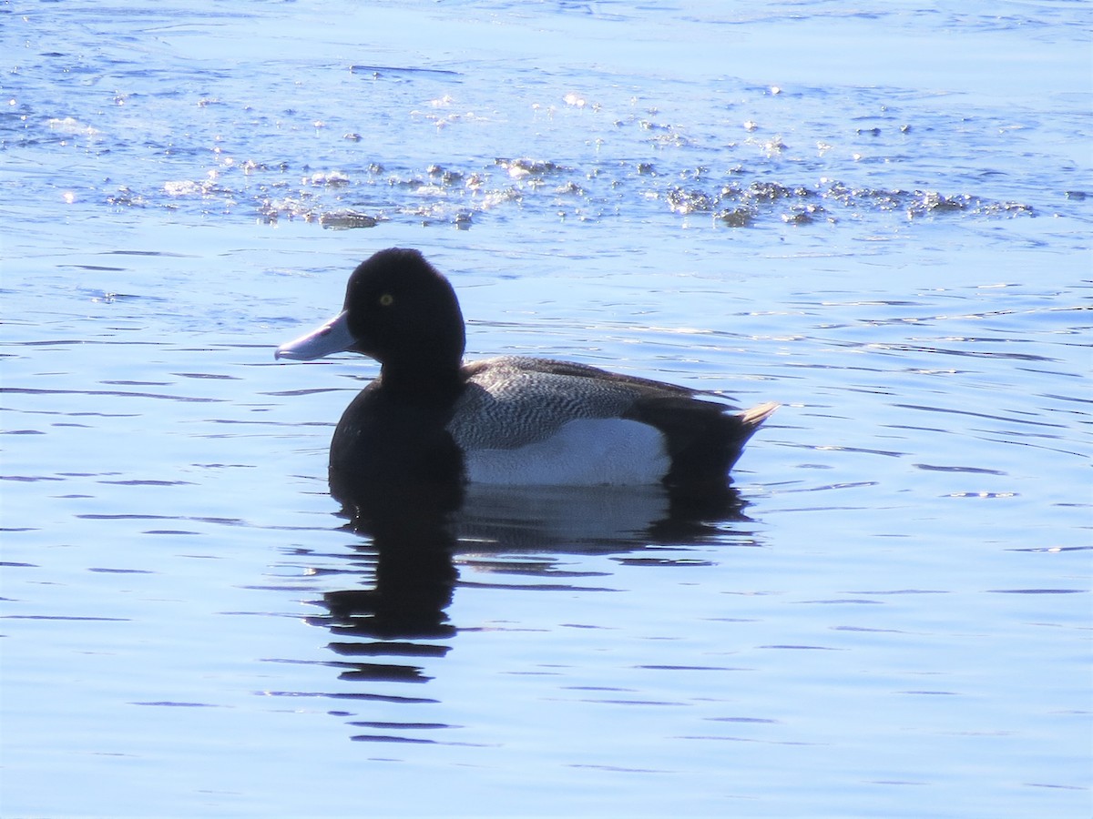 Lesser Scaup - ML548511151