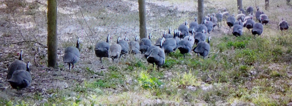 Helmeted Guineafowl - Valeri Ponzo