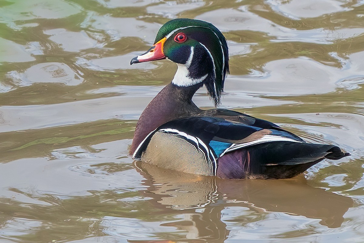 Wood Duck - Zeno Taylord-Hawk