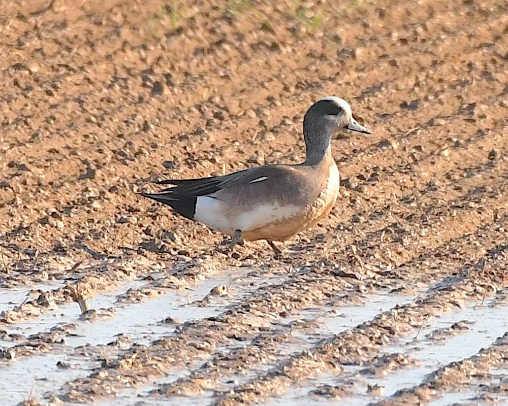 Canard d'Amérique - ML548513251