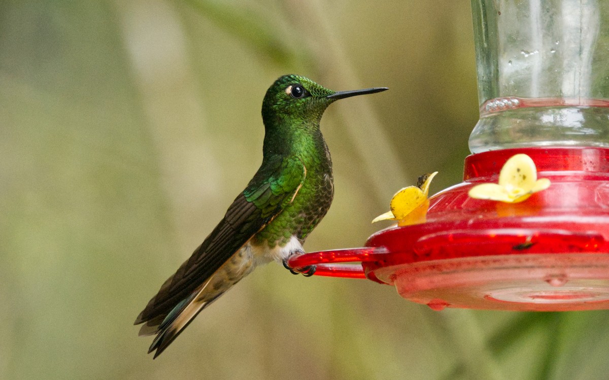 Buff-tailed Coronet - ML548513981