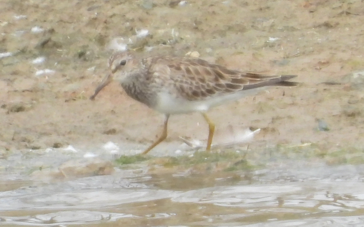 Pectoral Sandpiper - ML548514281