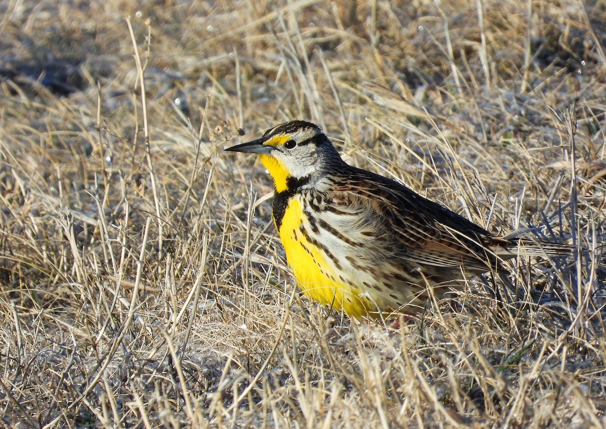 Eastern Meadowlark - ML548514801