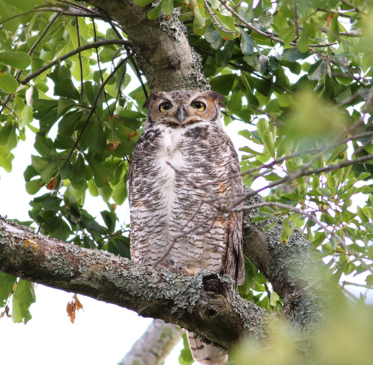 Great Horned Owl - ML548514961