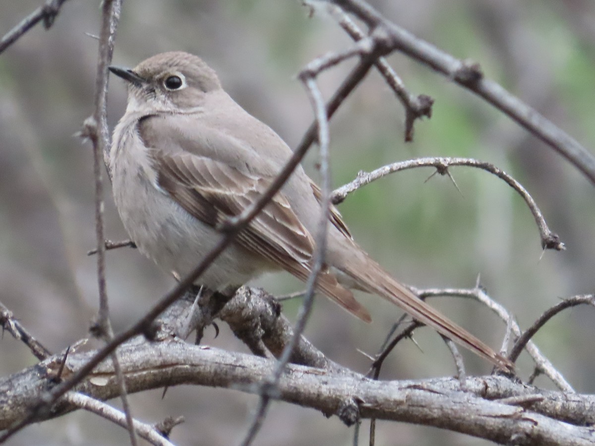 Townsend's Solitaire - Carol Comeau