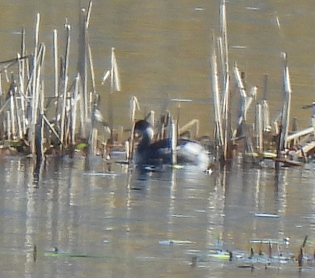 Eared Grebe - ML548518971