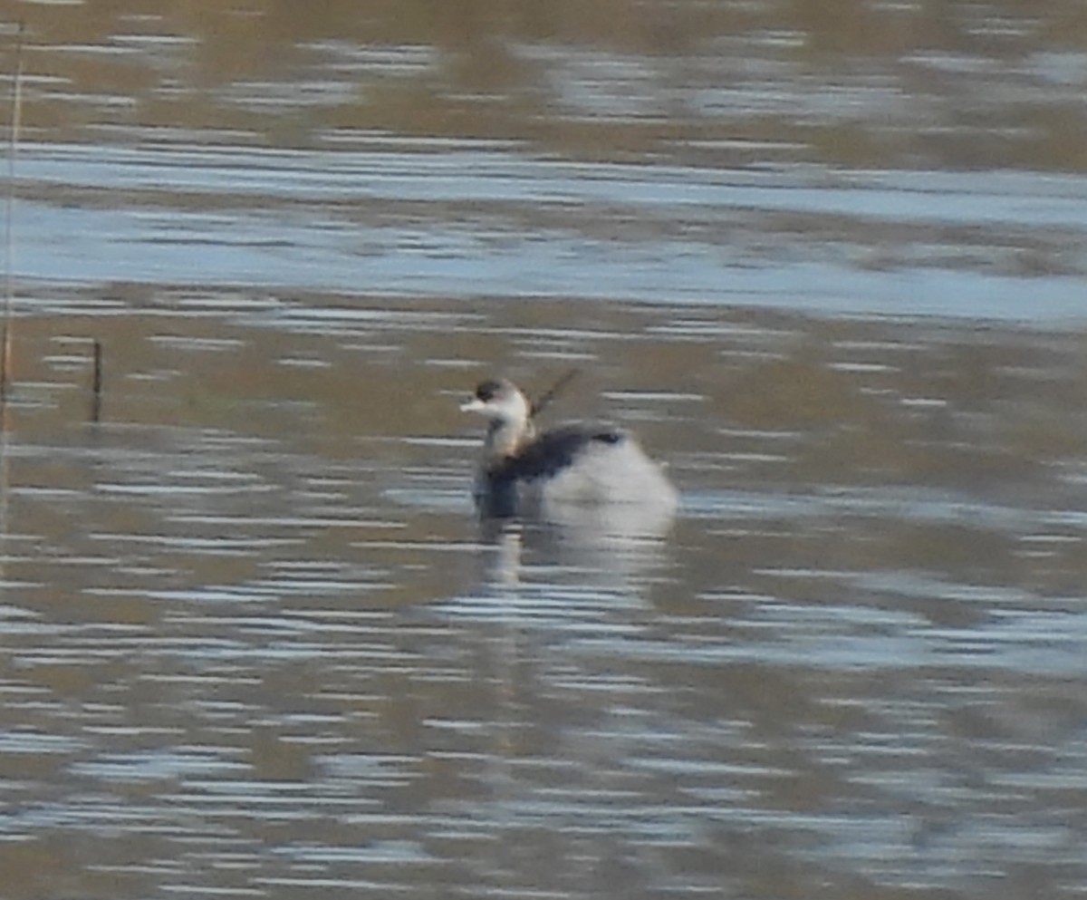 Eared Grebe - ML548518981