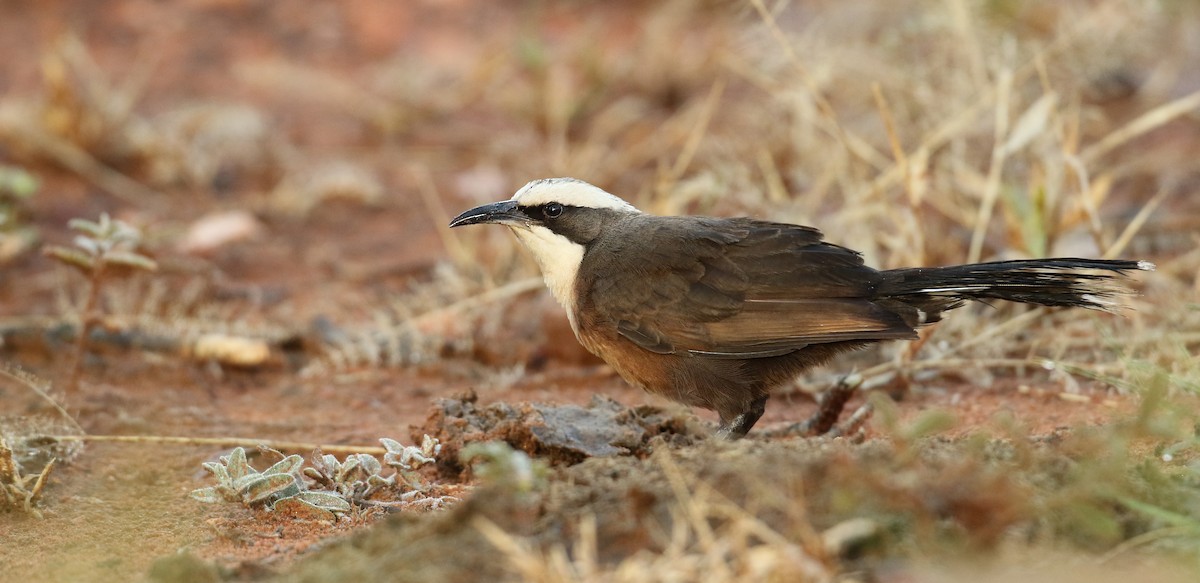 Gray-crowned Babbler - ML54851911