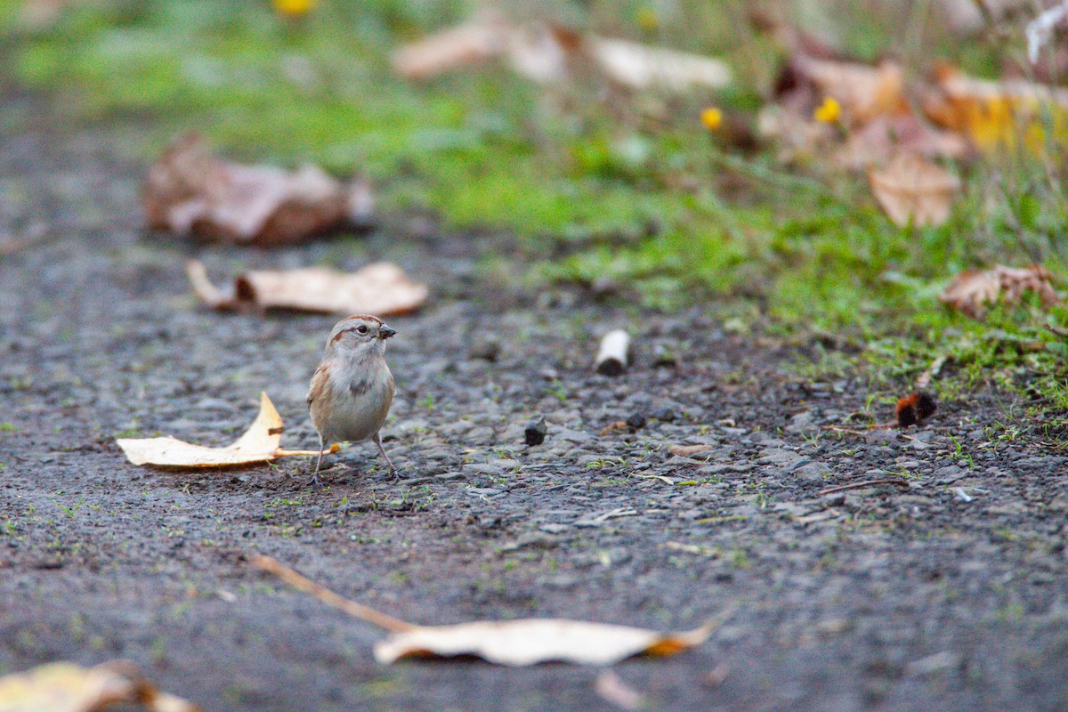 American Tree Sparrow - Scott Carpenter