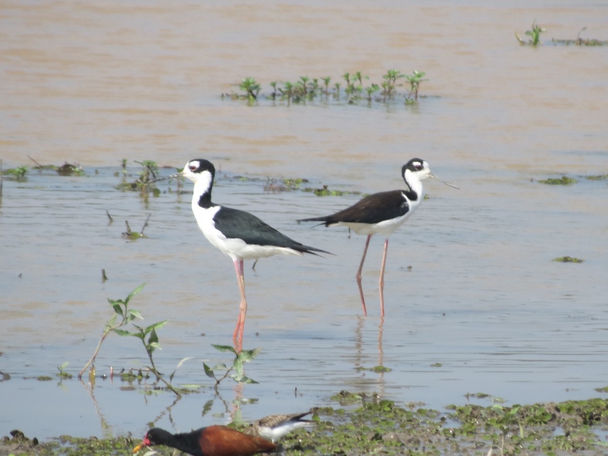 Black-necked Stilt - ML548520681