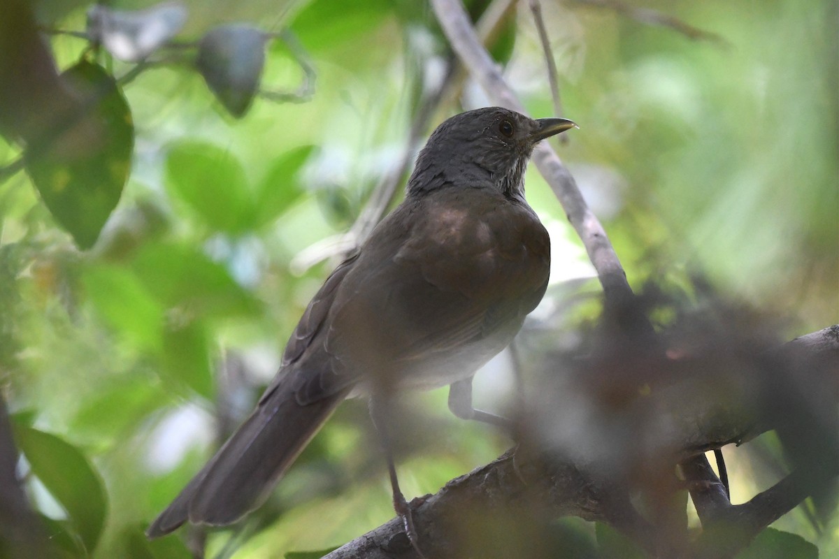 Pale-breasted Thrush - ML548521781