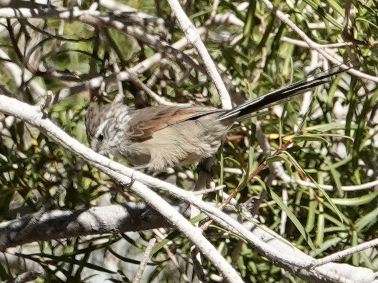 Plain-mantled Tit-Spinetail - ML548522911