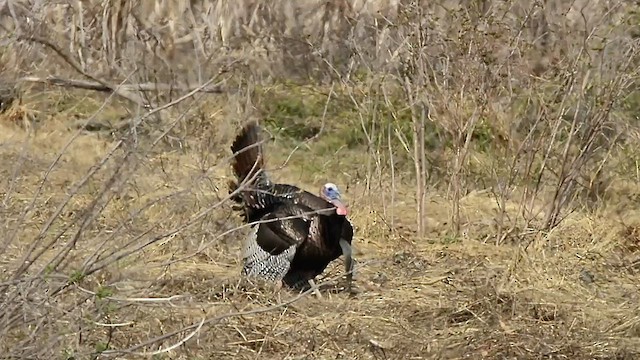 Wild Turkey - ML548523041