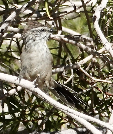 Plain-mantled Tit-Spinetail - ML548523051