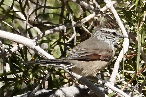 Plain-mantled Tit-Spinetail - ML548523241