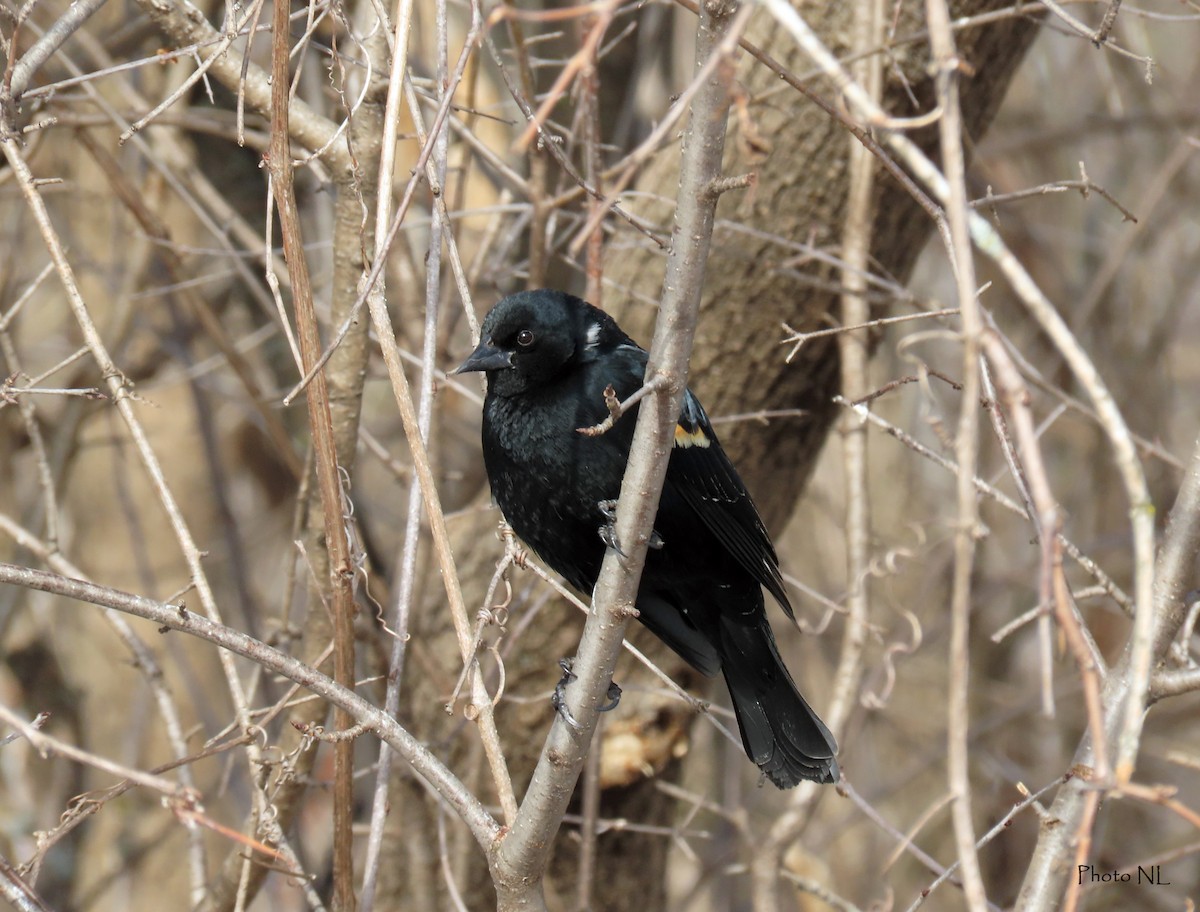 Red-winged Blackbird - ML548523341