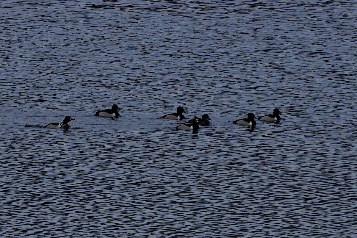 Ringschnabelente - ML548523391