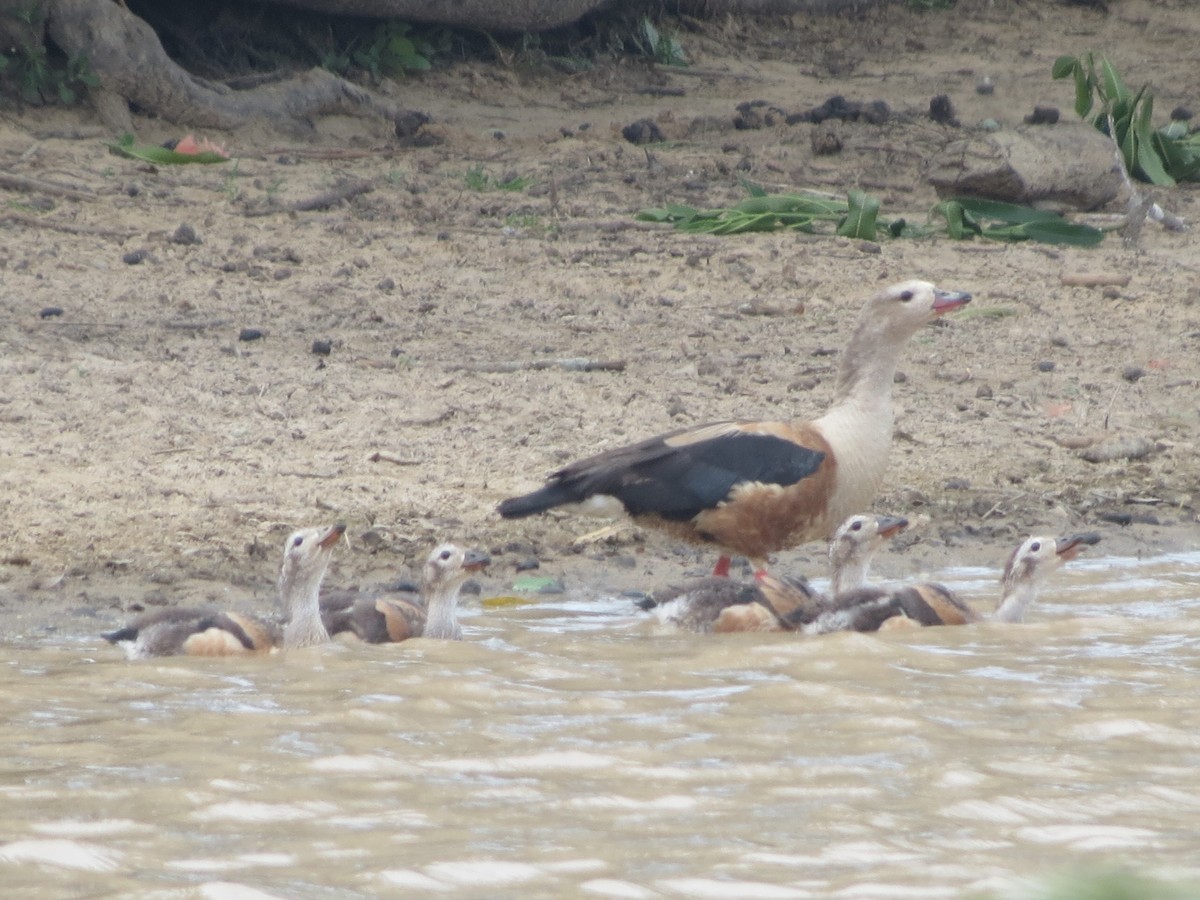 Orinoco Goose - Diego Mejía Tovar