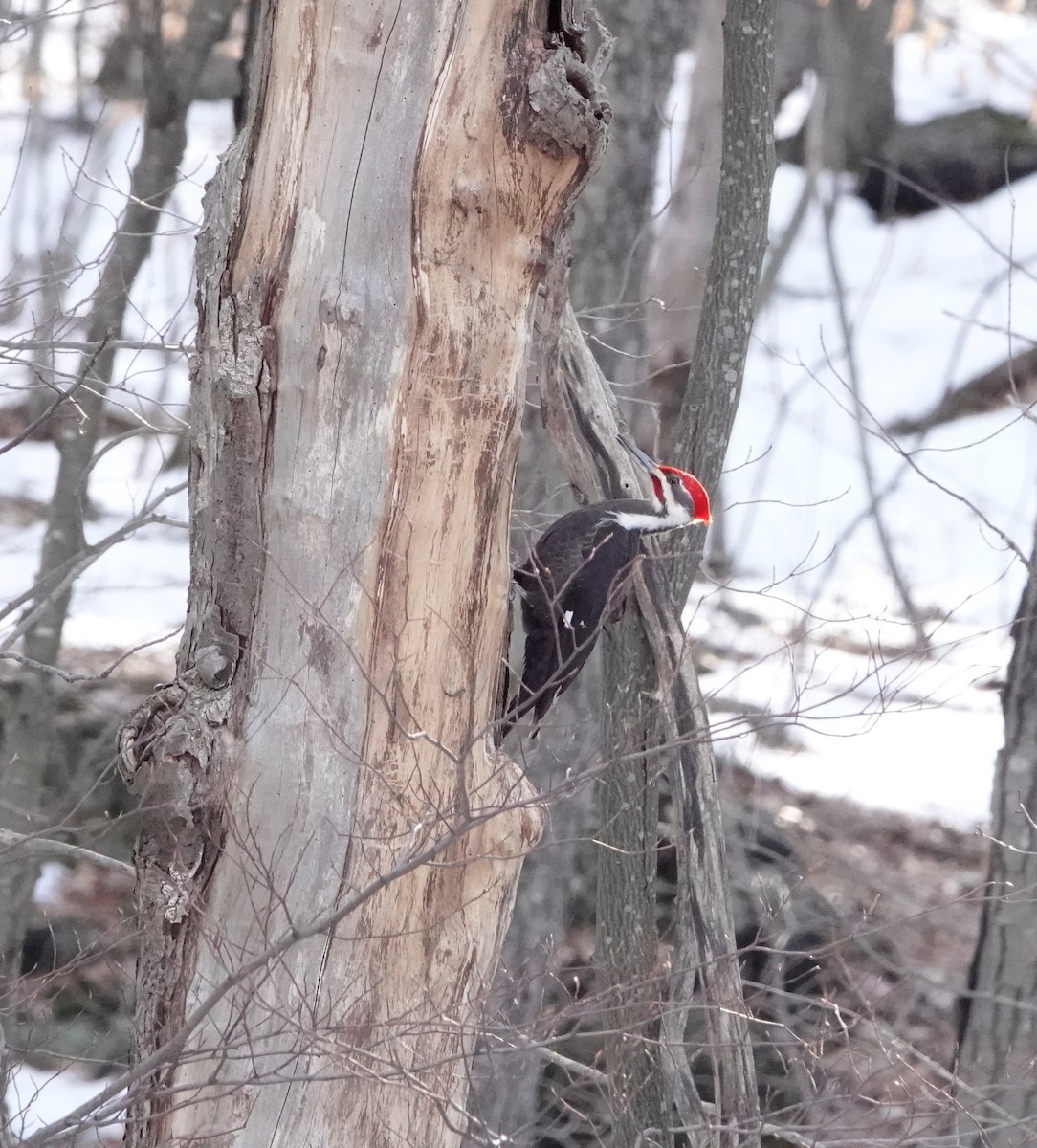 Helmspecht - ML548523921