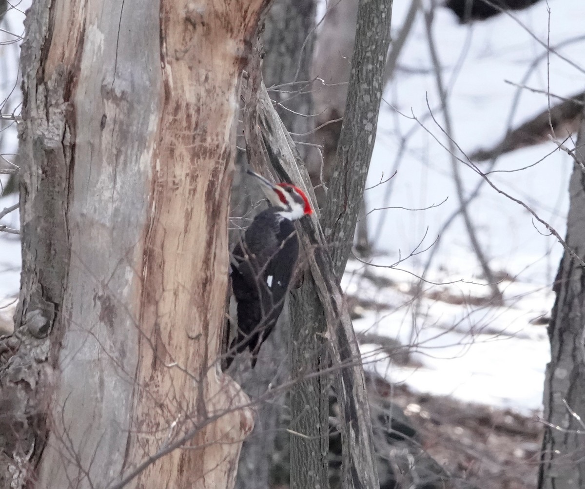 Helmspecht - ML548523931