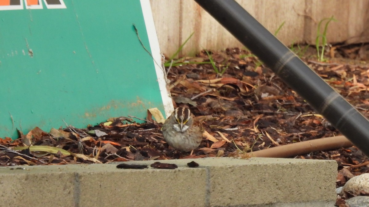 White-throated Sparrow - Karen Evans