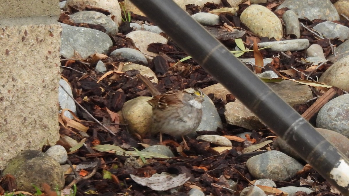 White-throated Sparrow - Karen Evans