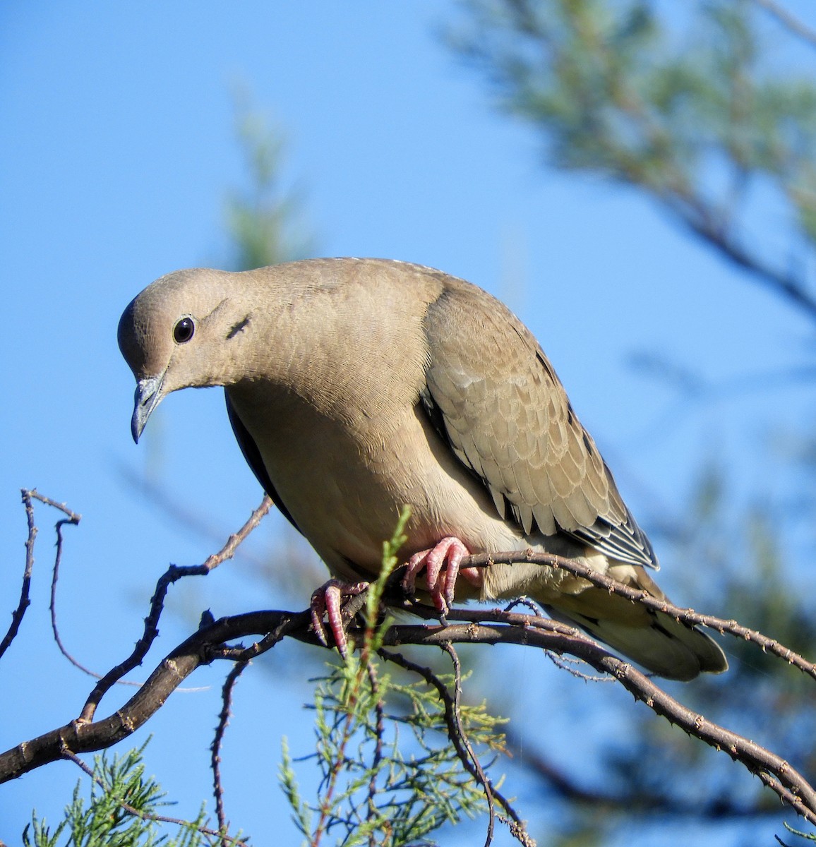 Eared Dove - ML548525031