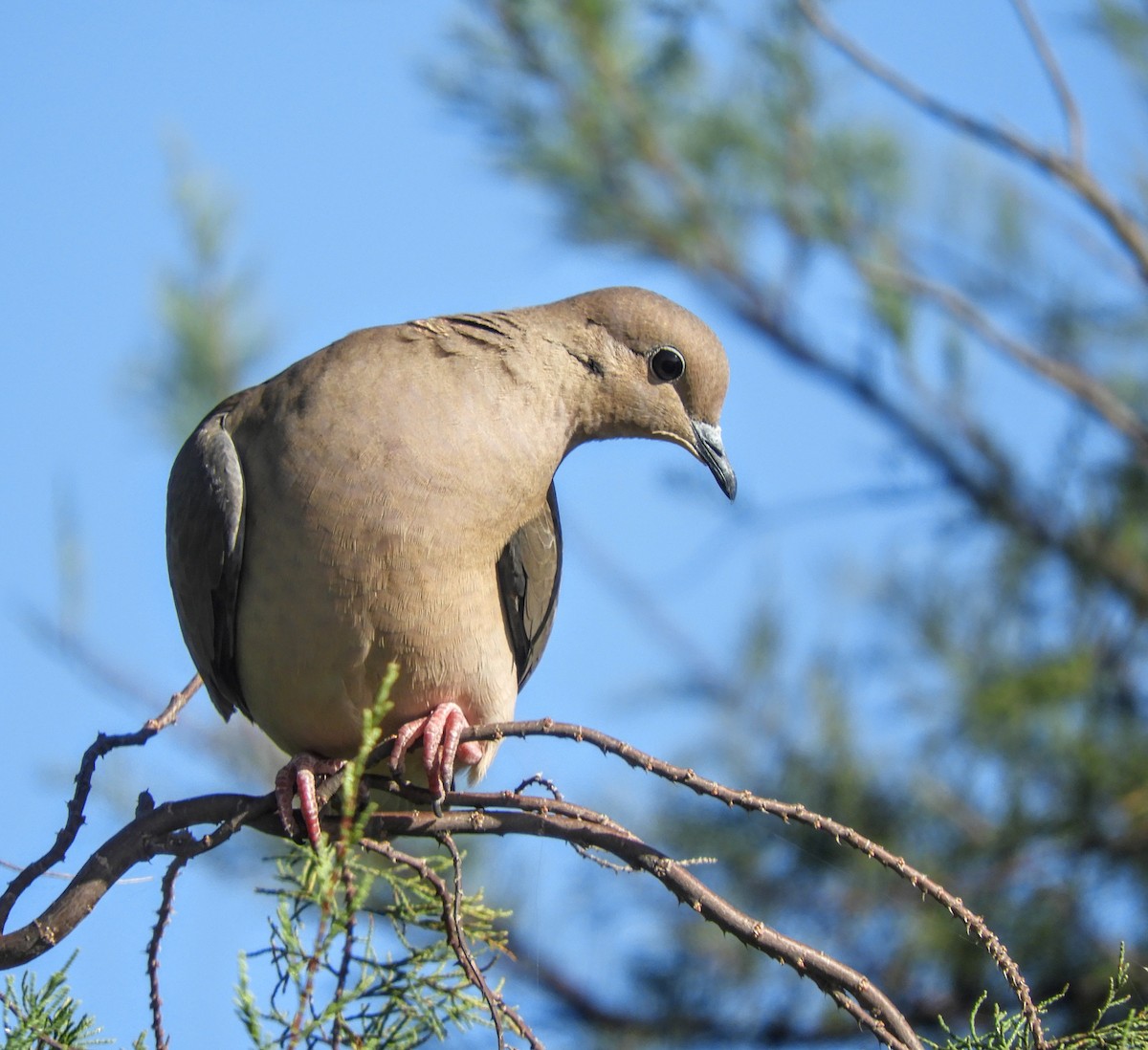 Eared Dove - Leonardo Zoat