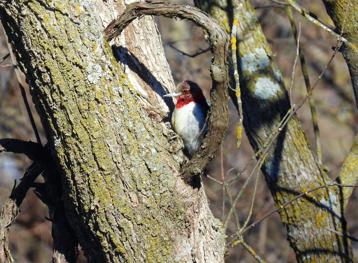 Red-headed Woodpecker - ML548525341