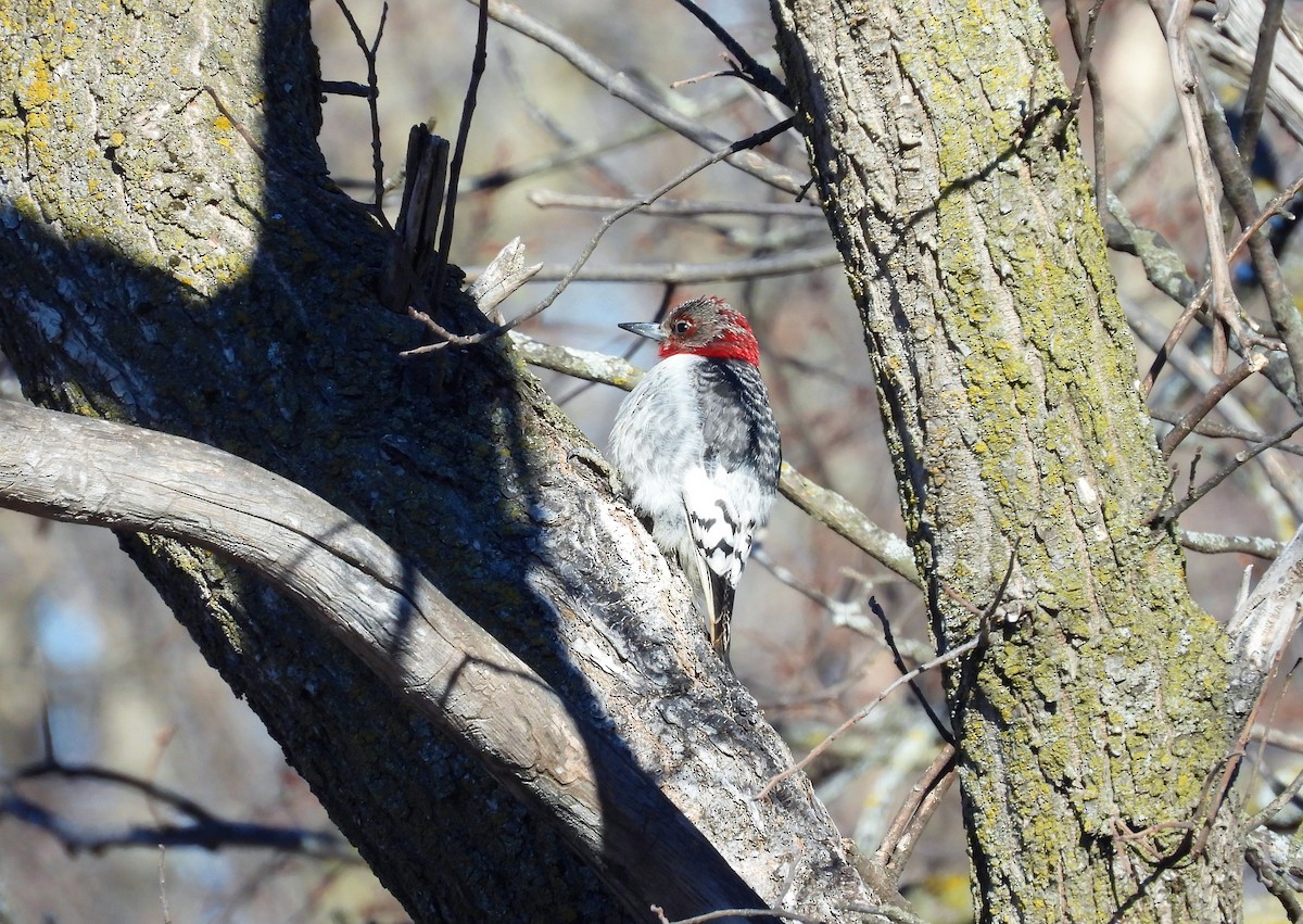 Red-headed Woodpecker - ML548525721